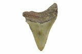 Fossil Megalodon Tooth - North Carolina #355749-1